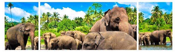 Obraz - Sloni, Sri Lanka (170x50 cm)