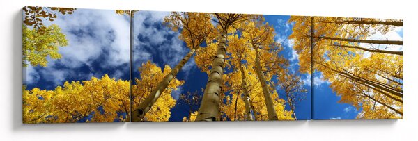 Obraz - Aspen (170x50 cm)