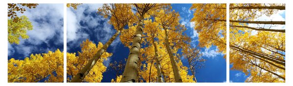 Obraz - Aspen (170x50 cm)