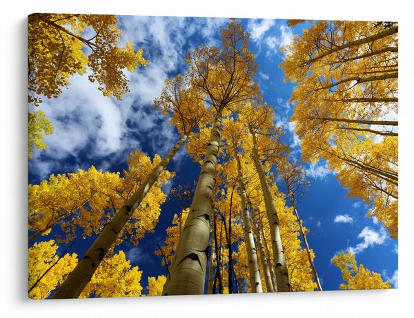 Obraz - Aspen (70x50 cm)
