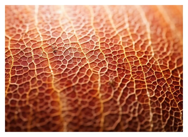 Obraz - Detail textury (70x50 cm)