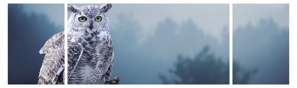 Obraz - Sova sněžná (170x50 cm)