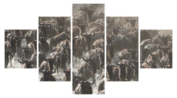 Obraz - Stádo pakoňů (125x70 cm)