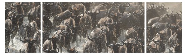 Obraz - Stádo pakoňů (170x50 cm)