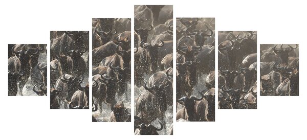 Obraz - Stádo pakoňů (210x100 cm)