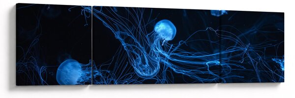 Obraz - Medúzy (170x50 cm)
