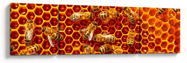 Obraz - Medová plástev (170x50 cm)
