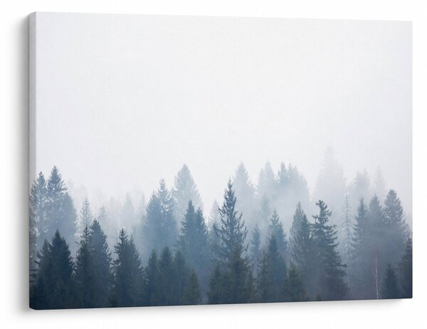 Obraz - Zamlžený les (70x50 cm)