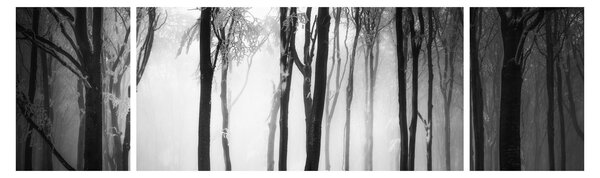 Obraz - Vlk v temném lese (170x50 cm)