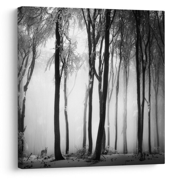 Obraz - Vlk v temném lese (30x30 cm)