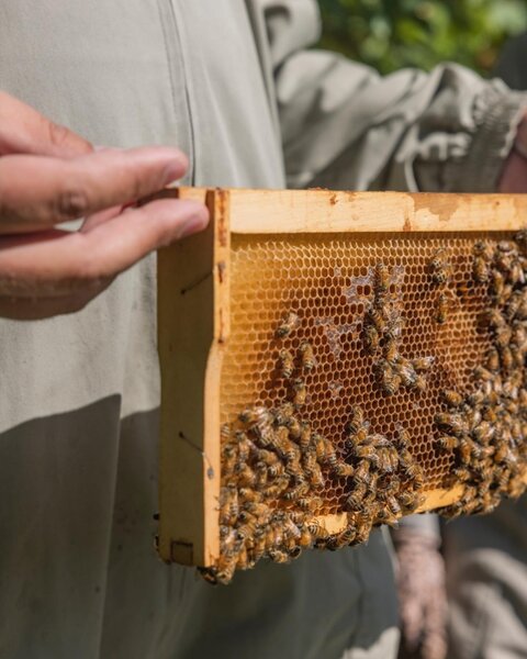 Gustaf och Linnea Svíčka z včelího vosku Pollen