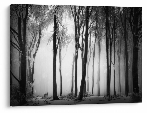 Obraz - Vlk v temném lese (70x50 cm)