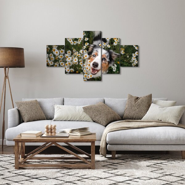 Obraz - Australský ovčák (125x70 cm)