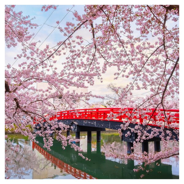 Obraz - Hirosaki, Japonsko (30x30 cm)