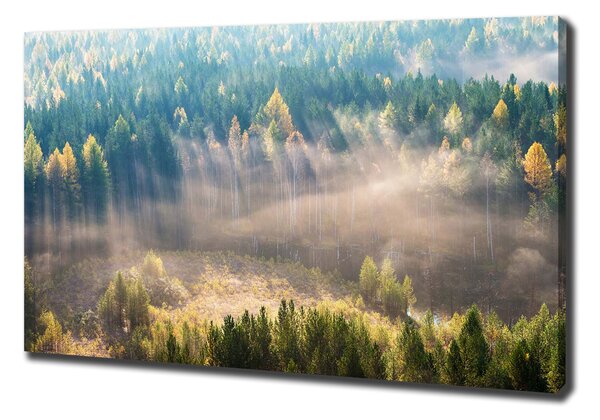 Foto obraz na plátně Mlha v lese pl-oc-100x70-f-104886541