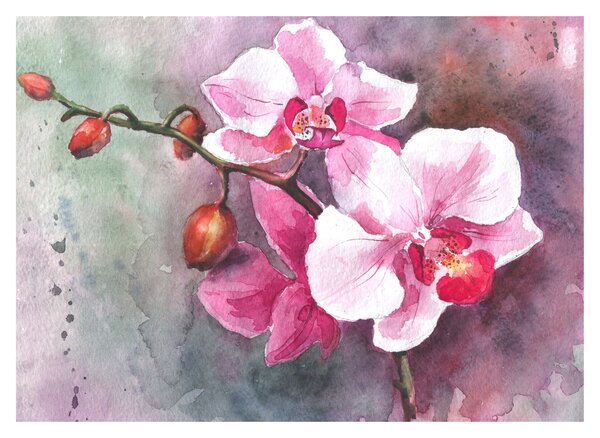 Obraz - Orchideje, aquarel (70x50 cm)