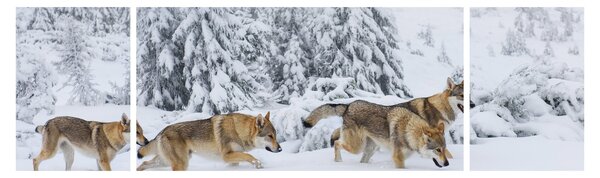 Obraz - Vlci v horách (170x50 cm)