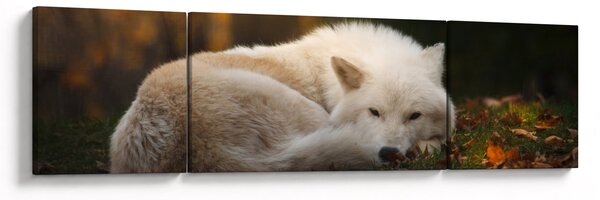 Obraz - Odpočívající vlk (170x50 cm)