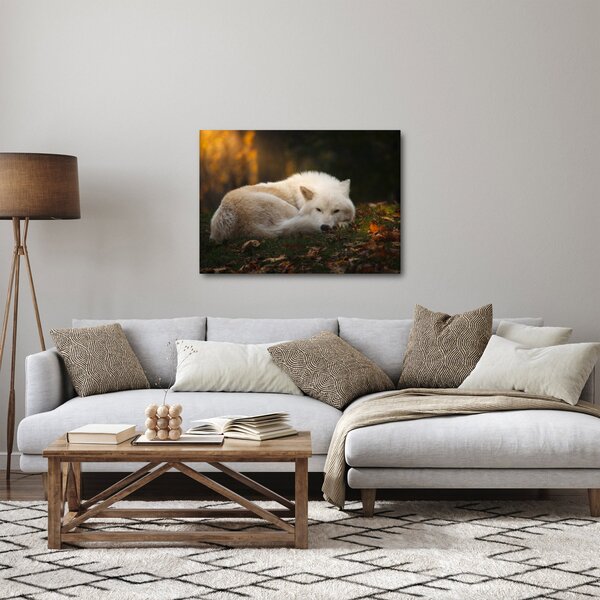 Obraz - Odpočívající vlk (70x50 cm)