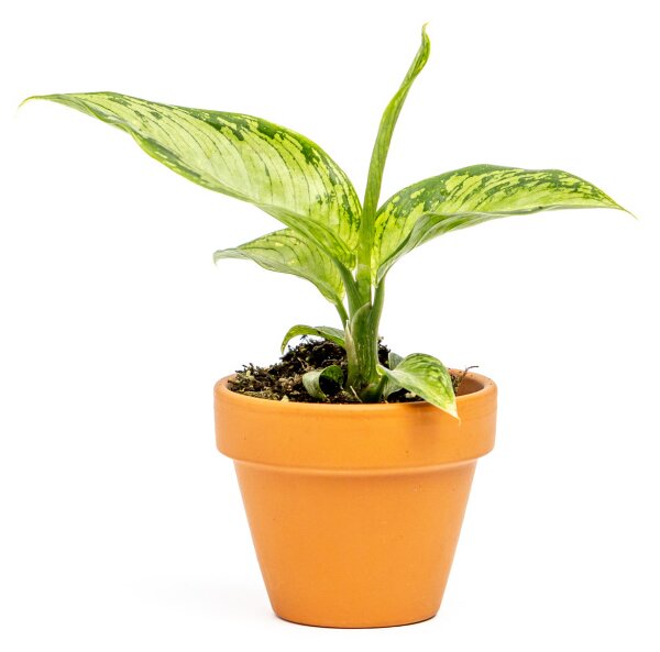 Dieffenbachia Crocodile, průměr 6 cm Difenbachie, mramornatka