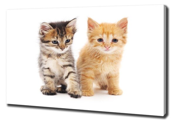 Foto obraz na plátně do obýváku Hnědá a červená kočka pl-oc-100x70-f-101681955