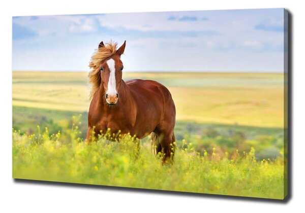 Foto obraz na plátně do obýváku Hnědý kůň pl-oc-100x70-f-111439137