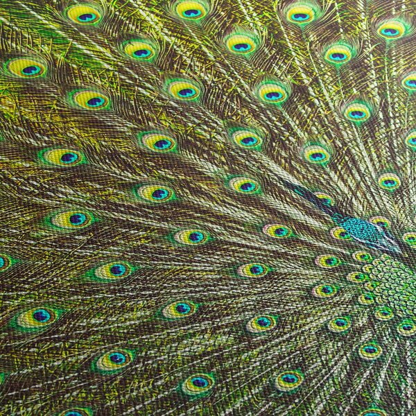 Obraz - Páv (70x50 cm)