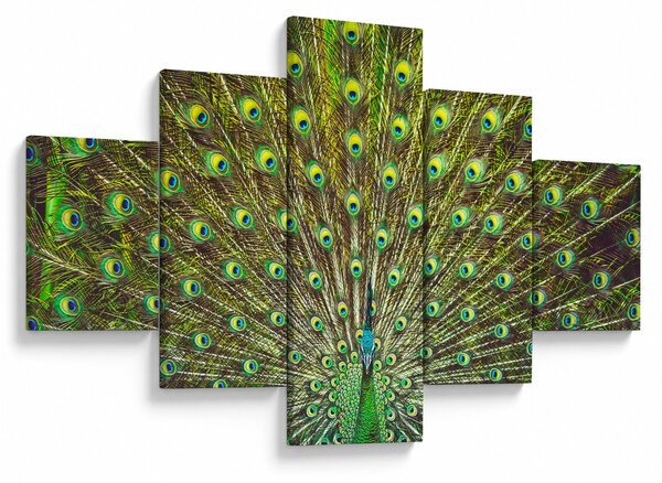 Obraz - Páv (125x70 cm)