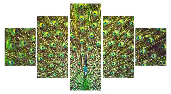 Obraz - Páv (125x70 cm)