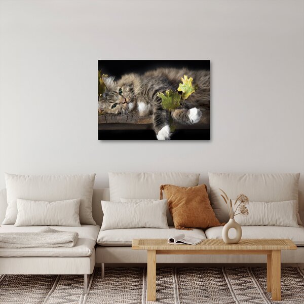 Obraz - Ležící kočka (70x50 cm)