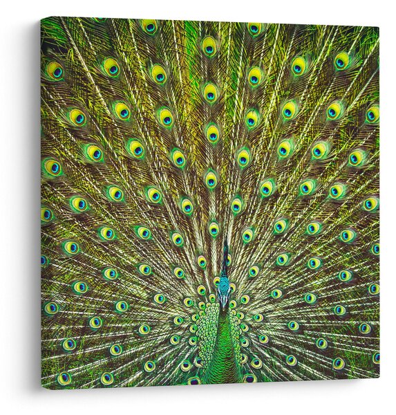 Obraz - Páv (30x30 cm)