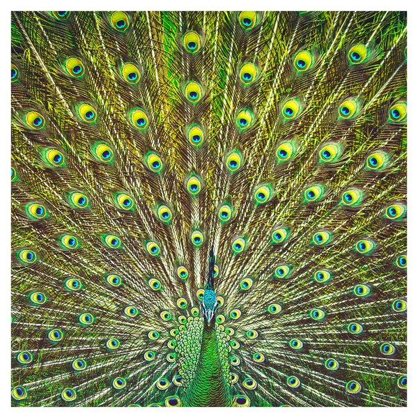Obraz - Páv (30x30 cm)