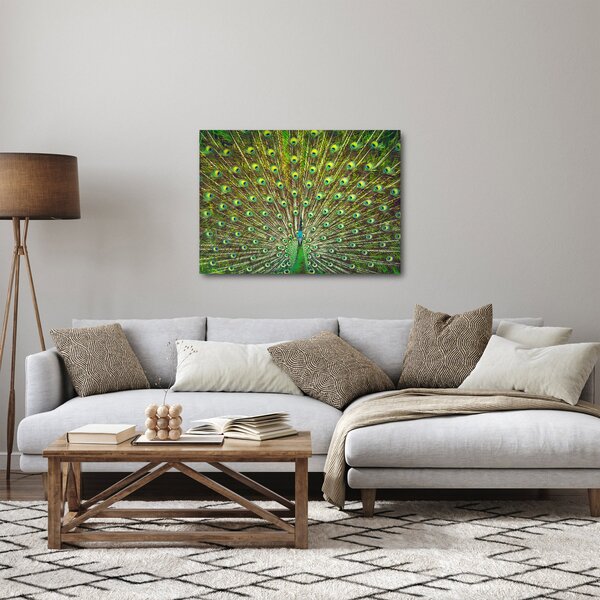 Obraz - Páv (70x50 cm)