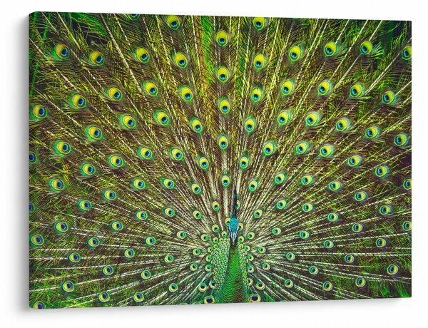 Obraz - Páv (70x50 cm)