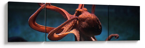 Obraz - Chobotnice (170x50 cm)