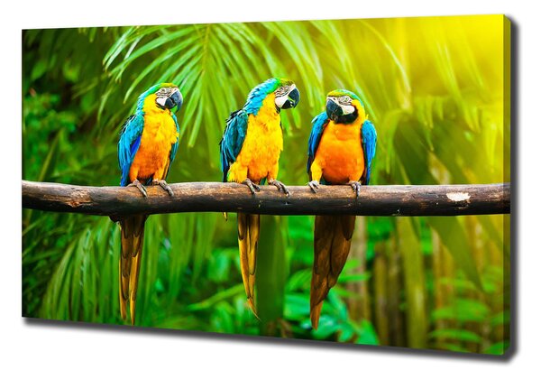 Moderní fotoobraz canvas na rámu Papoušci na větvi pl-oc-100x70-f-42532067