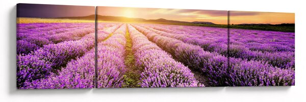 Obraz - Východ slunce v levandulovém poli (170x50 cm)