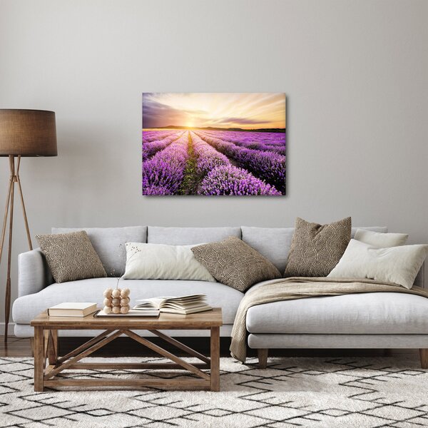 Obraz - Východ slunce v levandulovém poli (70x50 cm)