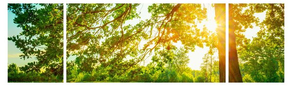 Obraz - Slunečný les (170x50 cm)