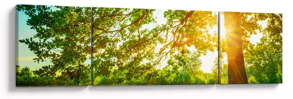 Obraz - Slunečný les (170x50 cm)