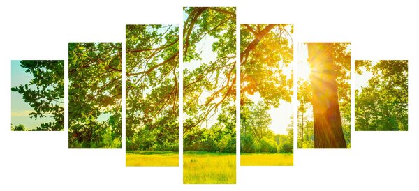 Obraz - Slunečný les (210x100 cm)