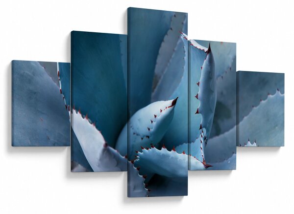 Obraz - Agáve (125x70 cm)