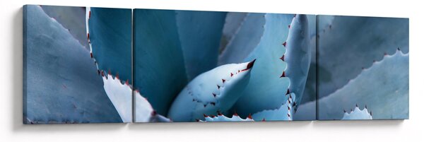Obraz - Agáve (170x50 cm)