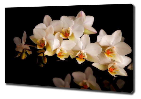 Foto obraz na plátně Orchidej pl-oc-100x70-f-95410450