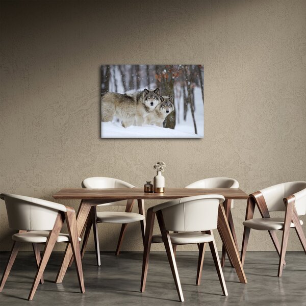 Obraz - Vlci v zimě (70x50 cm)