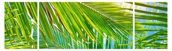 Obraz - Palmové listy (170x50 cm)