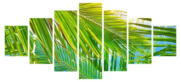 Obraz - Palmové listy (210x100 cm)