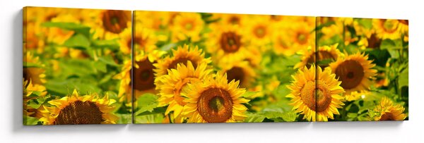 Obraz - Slunečnice (170x50 cm)