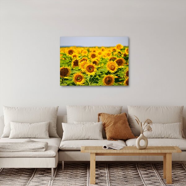 Obraz - Slunečnice (70x50 cm)