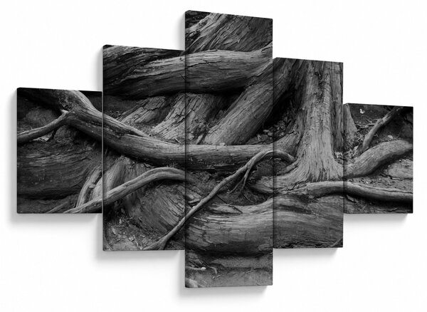 Obraz - Kořeny stromu (125x70 cm)